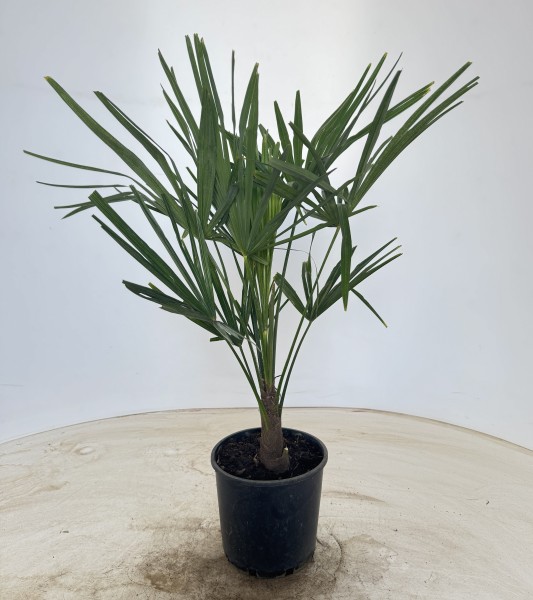 Chamaerops, Busch 22/65 cm excelsa (Trachycarpus fortuneii) PP-Nr.: IT-19-0066
