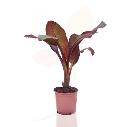 Musa, Busch 21/70 cm Maurelli im roten Topf PP-Nr.: ES-17-46/1519