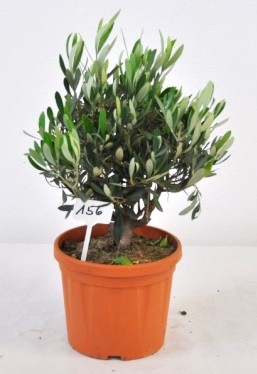 Oliven, Busch 18/50 cm Bunter Topf PP-Nr.: IT-19-0953