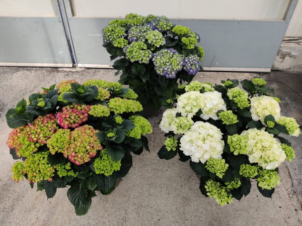 Hydrangea, Busch 24/75 cm Hortensie (blau, rosa, weiß) PP-Nr.: IT-16-0165