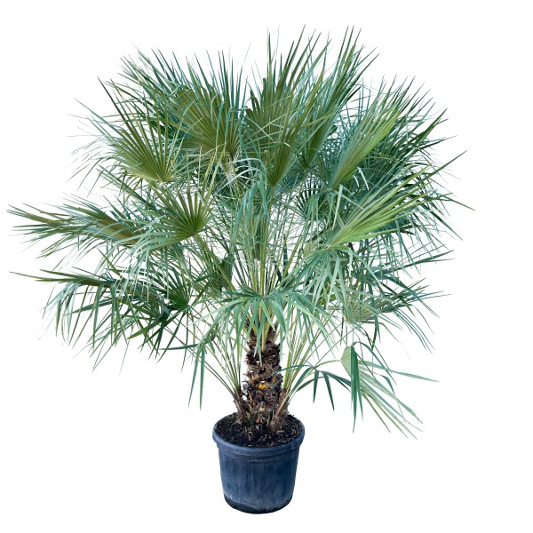 Chamaerops, Busch 54/165 cm humilis PP-Nr.: IT-19-0066