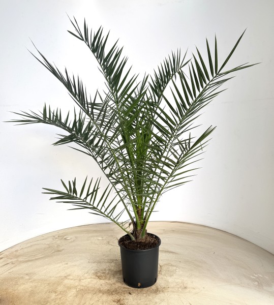 Phönix, Busch 22/105 cm canariensis PP-Nr.: IT-19-0066