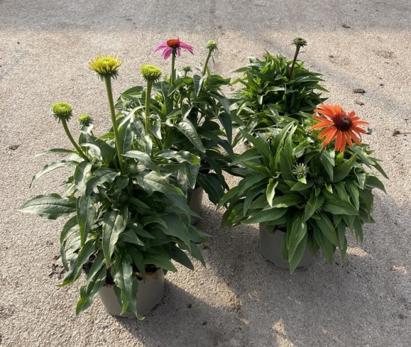 Echinacea, Busch 17/40 cm purpurea PP-Nr.: IT-16BT0373