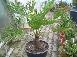 Chamaerops, Busch 24/75 cm excelsa (Trachycarpus fortuneii) PP-Nr.: IT-19-0066