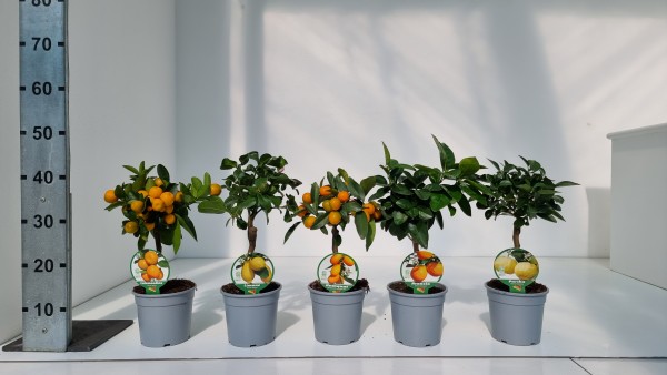 Citrus, Mini-Stamm 15/40 cm Mix PP-Nr.: IT-19-1627