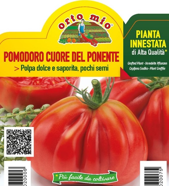 Tomaten veredelt, 10/20 cm ligurische Herztomate, Sorte BF 220 (F1); resistent gegen TSWV-Virus P