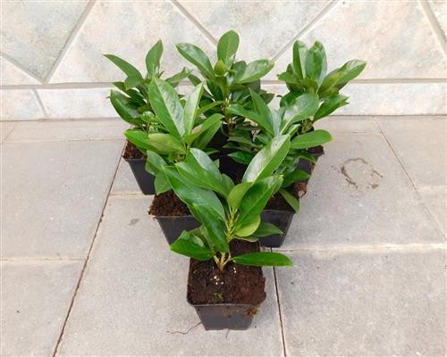 Laurus Nobilis, Busch 9x9/10 cm Lorbeer Gewürze PP-Nr.: IT-07-0526