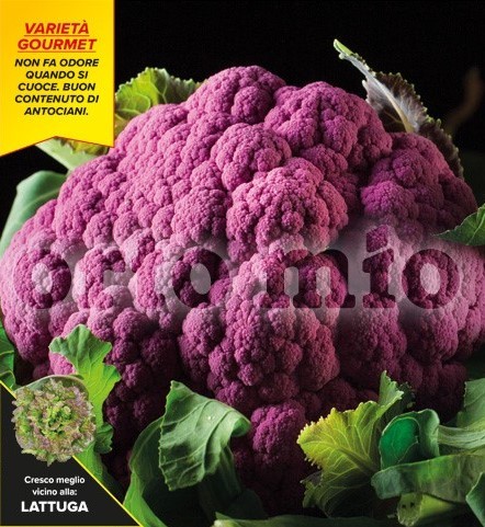 Blumenkohl, 6er Tasse cm Violetter Blumenkohl, Sorte Purple Queen (F1) PP-Nr.: IT-08-1868