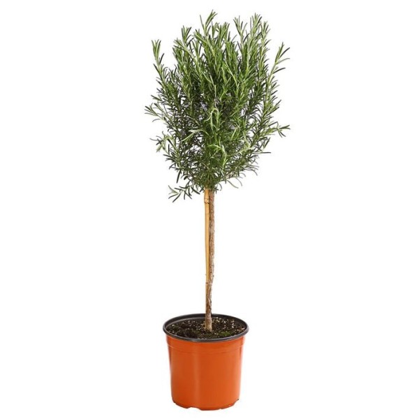 Rosmarin, Stamm 18/80 cm officinalis Gewürze PP-Nr.: IT-07-0526