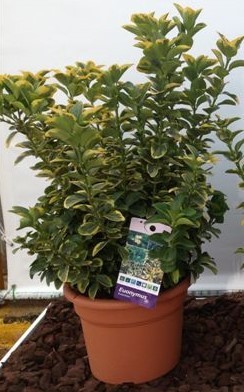 Euonymus, Busch 25/45 cm microphylla - Alba PP-Nr.: ES-17-46/1519