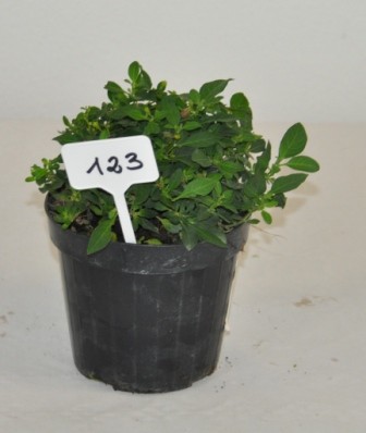 Solanum, Busch 14/30 cm rantonnettii - Enzianstrauch PP-Nr.: IT-07-0526