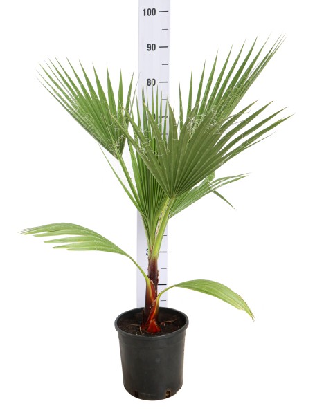 Washingtonia, Busch 19/80 cm PP-Nr.: IT-19-0066