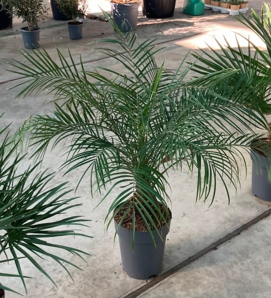 Phönix Rubelini, Busch 7 LT/70 cm PP-Nr.: ES-17-46/1610