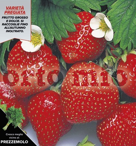 Erdbeeren , 6er Tasse cm Erdbeeren, wieder blühend "4 Jahreszeiten" PP-Nr.: IT-08-1868