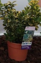 Euonymus, Busch 17/25 cm microphylla - Aurea PP-Nr.: ES-17-46/1519