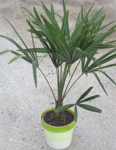 Chamaerops excelsa, Busch 17/40 cm (Trachycarpus fortuneii),färbiger Topf PP-Nr.: IT-19-0066
