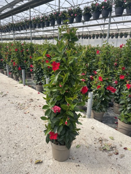 Dipladenia, Pyramide 21/110 cm ROT PP-Nr.: IT-16BT0373