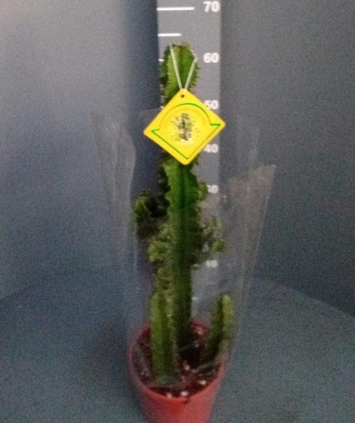 Euphorbia, 17/65 cm erythraea - Wüstenkaktus PP-Nr.: IT-07-0526