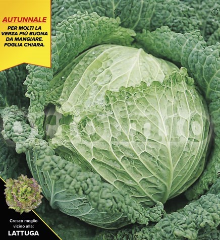 Wirsing, 6er Tasse cm Heller Herbstwirsing, Sorte Savoy King (F1) PP-Nr.: IT-08-1868