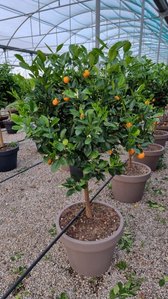 Citrus, Stamm 55x41/190 cm Calmondine PP-Nr.: IT-19-1627