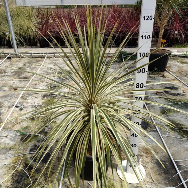 Cordyline Torbay Dazzler, Busch 30 LT/100 cm PP-Nr.: ES-17-46/1610
