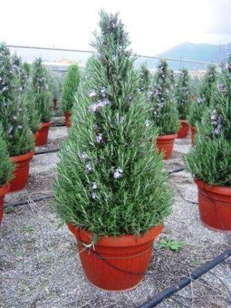 Lavendel, Pyramide 30/100 cm officinalis Gewürze PP-Nr.: IT-07-0526