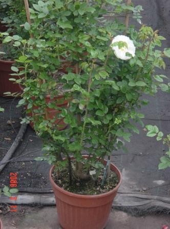 Rosen, Pyramide 24/120 cm Kletterrosen PP-Nr.: IT-07-0526