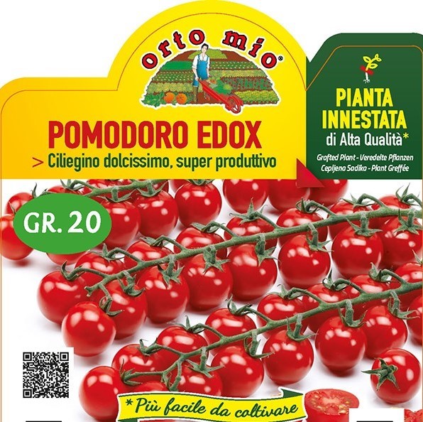 Tomaten veredelt Cocktailtomate, Sorte Edox (F1), 14/30 cm PP-Nr.: IT-08-1868
