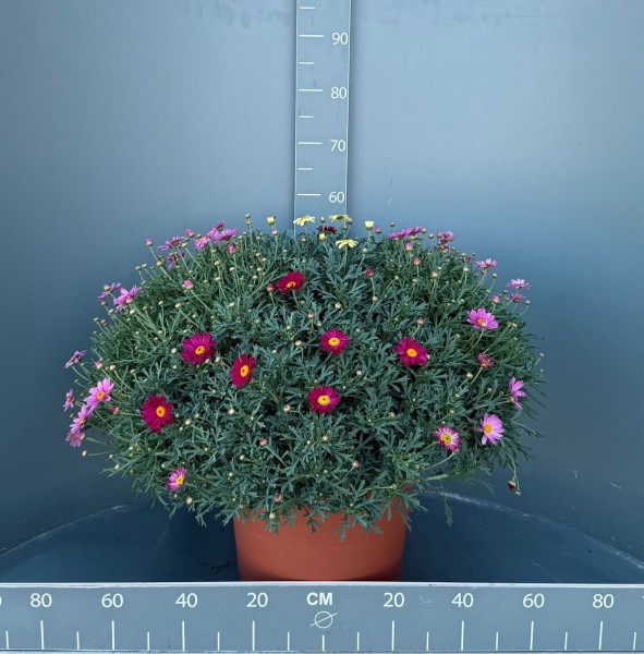 Margeriten, Busch 25/60 cm Trio PP-Nr.: IT-07-0526