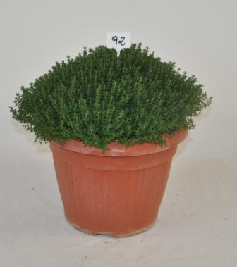 Thymian, Busch 35/70 cm verschiedene Sorten Gewürze PP-Nr.: IT-07-0526