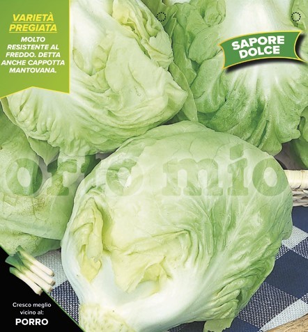 Radicchio, 9er Tasse cm "Weißes Häuptl", Auswahl Felsinea PP-Nr.: IT-08-1868