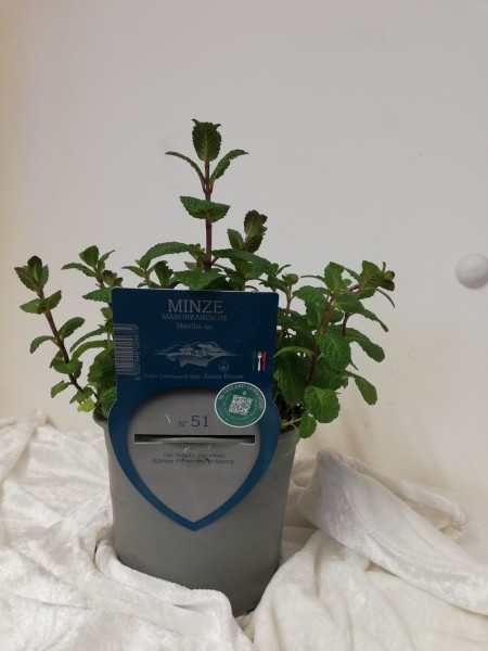Minze, Busch 13/20 cm "AROMA RISERVA"® mit DEKO-Stecketikett PP-Nr.: IT-07-0248