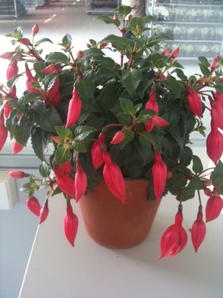 Fuchsia, Busch 15/40 cm im Tontopf PP-Nr.: IT-07-0526