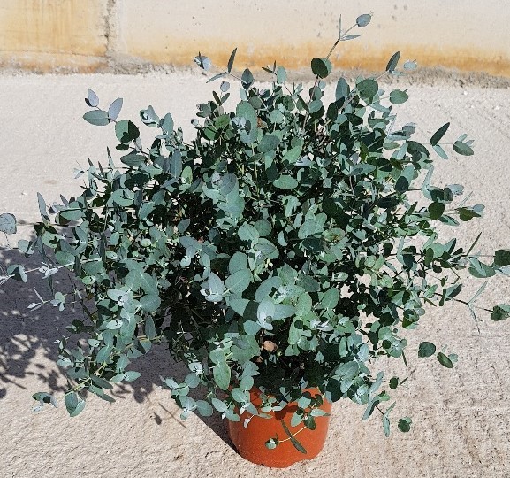 Eucalyptus, Busch 17/45 cm Gunni PP-Nr.: IT-16BT0373