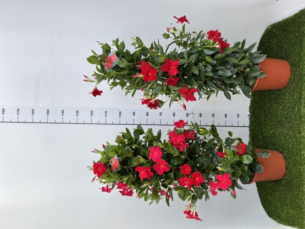 Dipladenia, Pyramide 24/110 cm Sundaville PP-Nr.: IT-19-0288