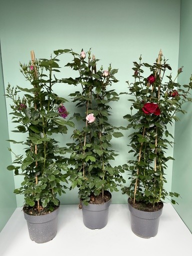 Rose, Pyramide 21/110 cm Poulsen PP-Nr.: IT-16BT0373