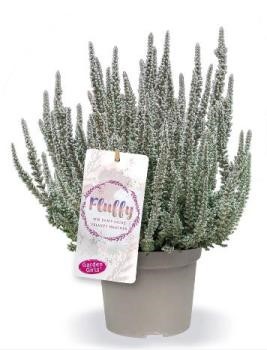 Calluna GG, 13/20 cm Fluffy PP-Nr.: DE-NI-115639