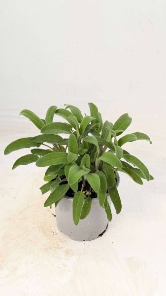 Salbei, Busch 14/20 cm officinalis Gewürze PP-Nr.: IT-07-0526