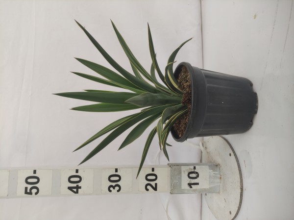 Yucca Gloriosa Variegata, Bush 3,5 LT/60 cm PP-Nr.: ES-17-46/1610