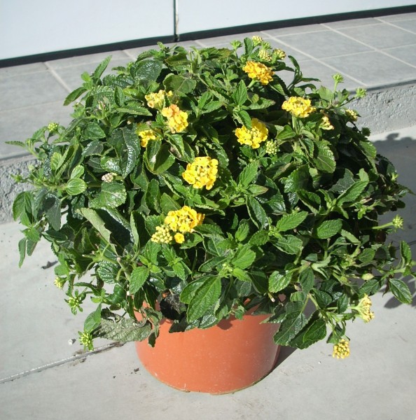 Lantana, Busch 18/50 cm camara - Wandelröschen PP-Nr.: IT-07-0526