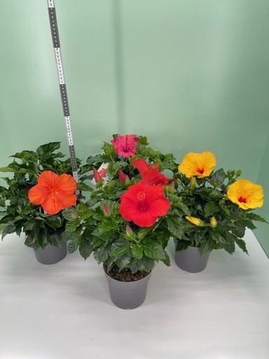 Hibiscus , Busch 17/40 cm rosa sinensis PP-Nr.: IT-16BT0373