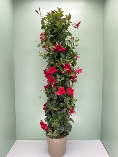 Dipladenia, Pyramide 27/160 cm ROT PP-Nr.: IT-16BT0373