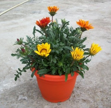 Gazania, Busch 25/60 cm gazoo "Trixi" - Mittagsgoldblume färbiger Dekotopf PP-Nr.: IT-07-0526