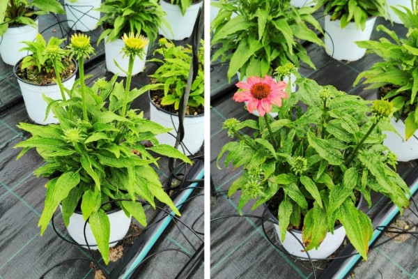 Echinacea, Busch 17 cm PP-Nr.: IT-07-0526