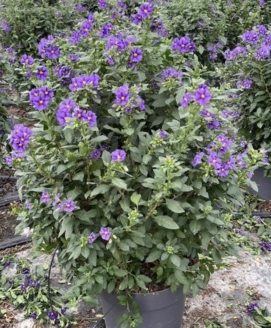 Solanum, Busch 33/70 cm rantonnetii - blau PP-Nr.: IT-16BT0373