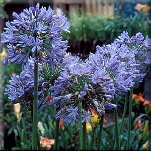 Agapanthus, Busch 27/55 cm africanus - afrikanische Schmucklilie BLAU PP-Nr.: ES-17-46/1519