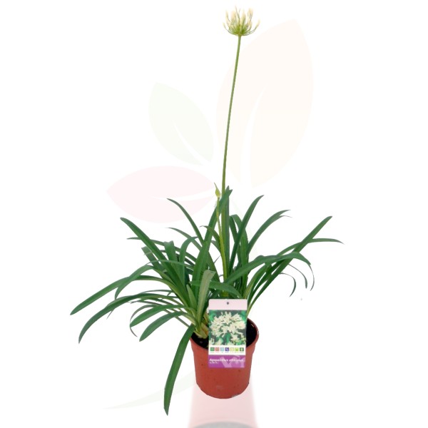 Agapanthus, Busch 17/35 cm africanus - afrikanische Schmucklilie WEISS PP-Nr.: ES-17-46/1519