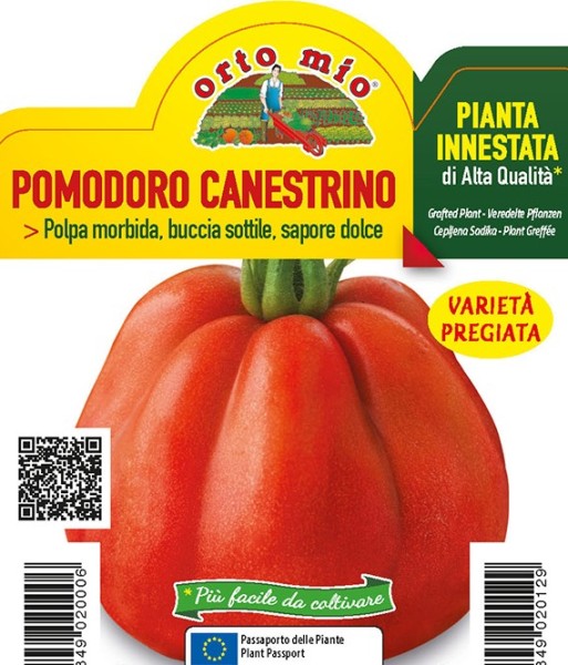 Tomaten veredelt Herztomate "Luccas Körbchen", Sorte SB 022 (F1), 10/20 cm PP-Nr.: IT-08-1868