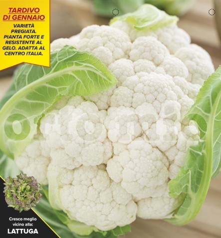 Blumenkohl, 6er Tasse cm Jännerreifer Blumenkohl, Sorte Rafale (F1) PP-Nr.: IT-08-1868