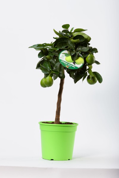 Citrus, Mini-Stamm 22/80 cm Grüne Limette PP-Nr.: IT-19-1627